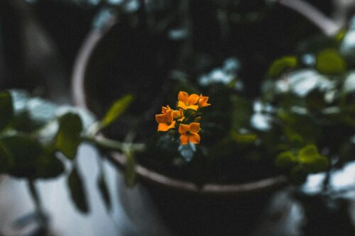 The Link Between Abandonment Trauma and Vulnerability 2