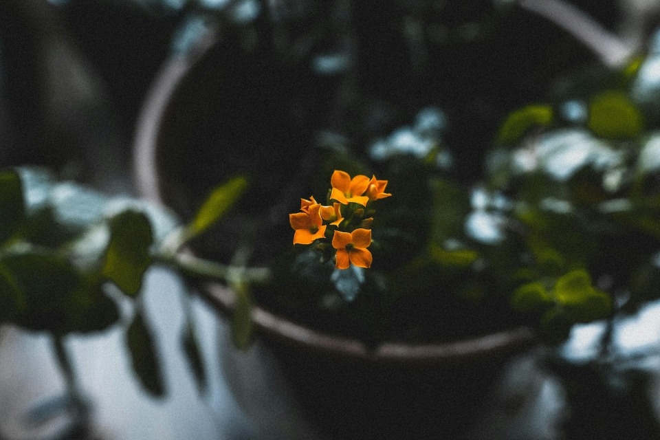 The Link Between Abandonment Trauma and Vulnerability | Texas Christian ... - Drove Abandonment Eating Between Associated And Passstress