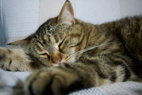 How to Improve Your Sleep and Why it Matters for Your Mental Health: A Look at the Effects of a Lack of Sleep 3